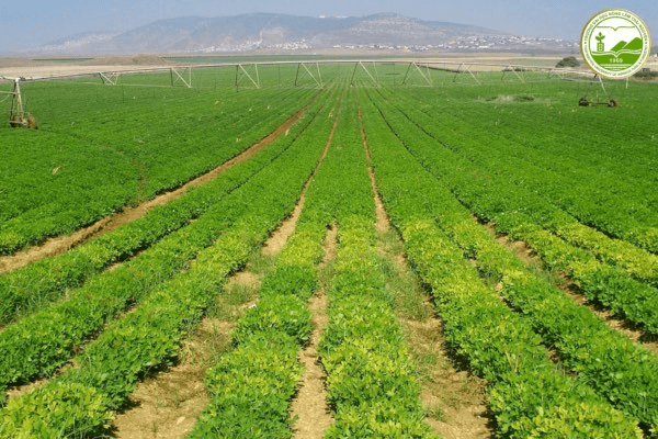 nen nong nghiep hien dai nhat the gioi