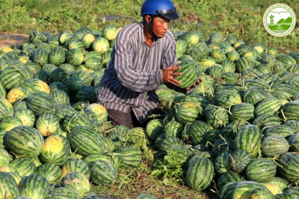 hiep hoi xuat khau nong san viet nam