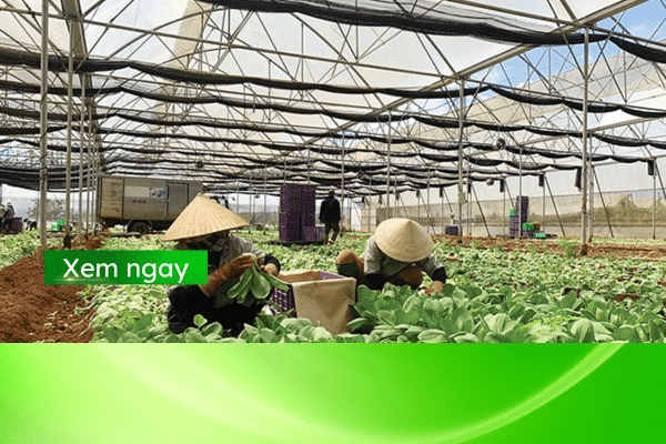 mô hình nông nghiệp công nghệ cao trên thế giới