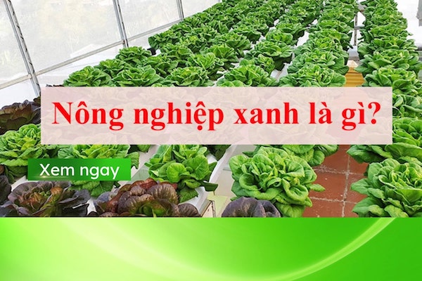 nông nghiệp xanh là gì