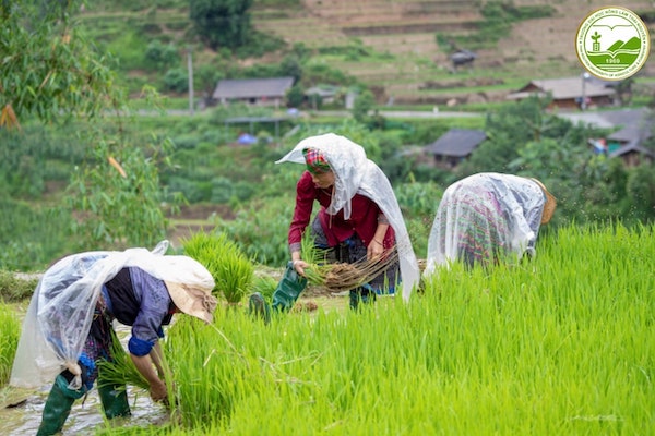 nong nghiep xanh o viet nam