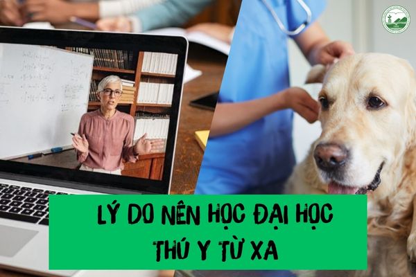 ly do nên hoc dai hoc thu y tu xa