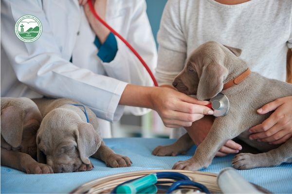 Áp lực công việc cao, yêu cầu tinh thần trách nhiệm