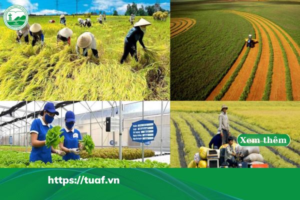 nganh nong nghiep viet nam hien tai