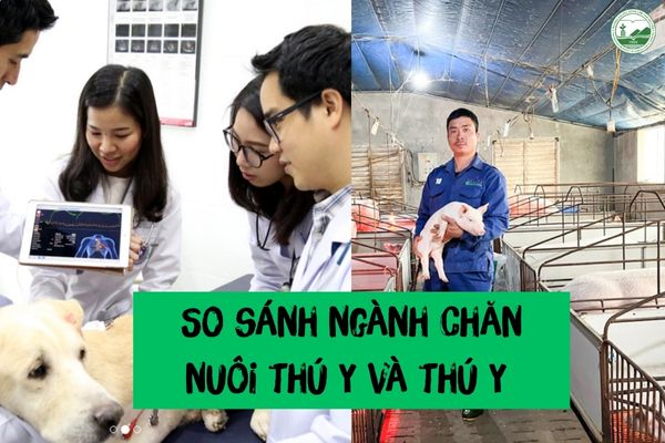 su khac nhau thu y va nganh chan nuoi thu y