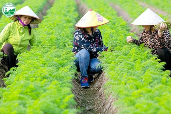 tao viec lam