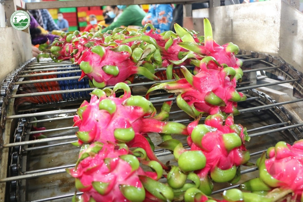 so-che-thanh-long-xuat-khau