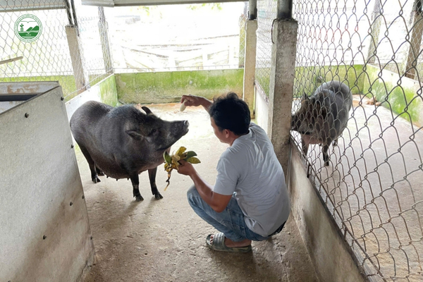 mo-hinh-nuoi-heo-rung-5-bao