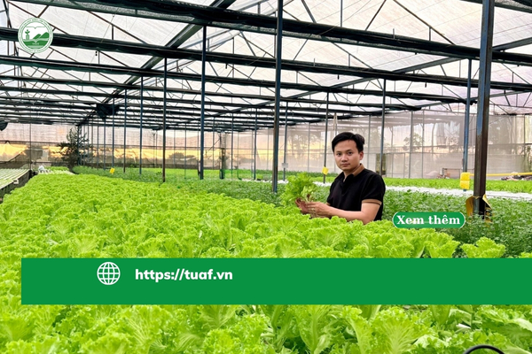 bo-pho-ve-que-khoi-nghiep-voi-nong-nghiep-cong-nghe-cao