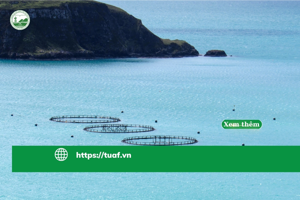 nuoi-bien-cong-nghe-cao-huong-di-ben-vung-cho-thuy-sản-viet