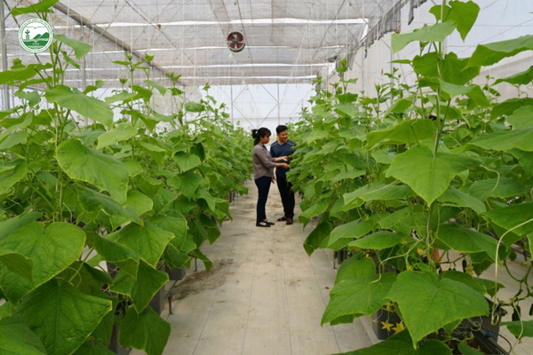 mo-hinh-trong-dua-leo-trong-nha-mang-hien-dai