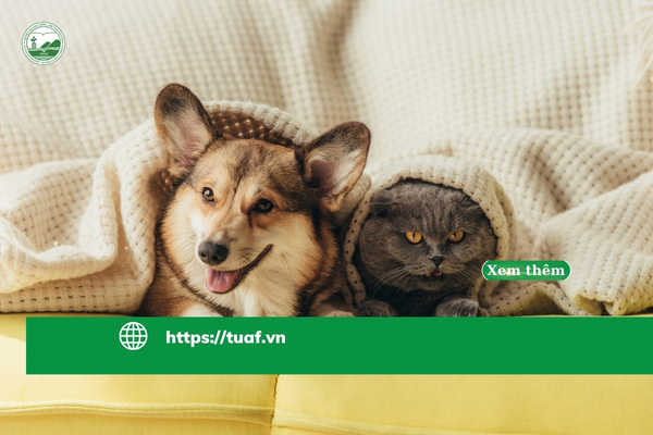 thu-cung-tro-thanh-mot-phan-trong-cuoc-song-nguoi-nhat