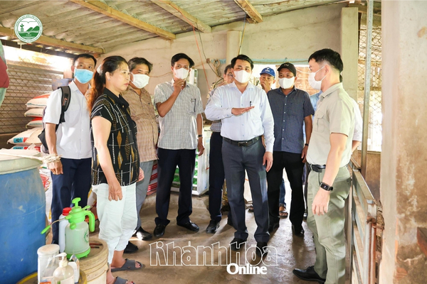khanh-hoa-quyet-liet-kiem-soat-dich-cum-gia-cam-va-ta-heo-chau-phi