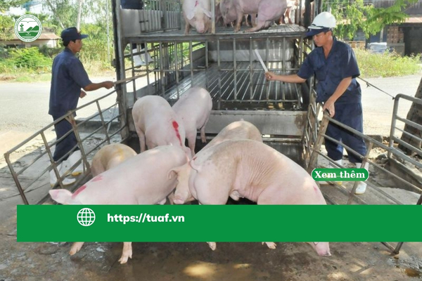 Khanh Hoa lien tiep phat hien o dich ASF va cum gia cam