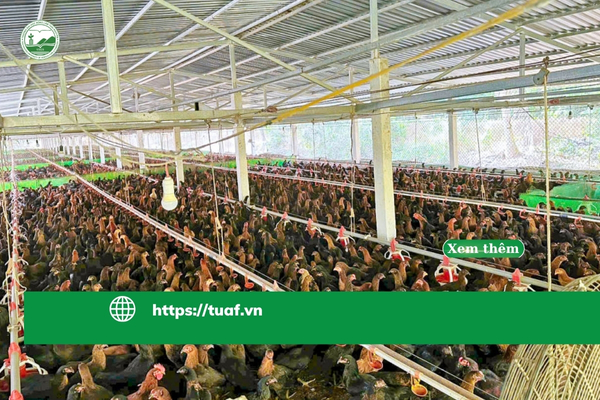 huong-den-nganh-chan-nuoi-ben-vung-vuot-qua-thach-thuc-kien-tao-chuoi-gia-tri