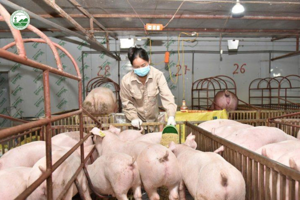 lenh-cam-su-dung-khang-sinh-trong-thuc-an-chan-nuoi