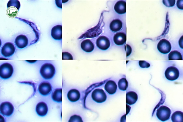 benh-chagas-de-doa-nha-o-va-thu-cung