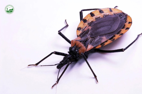 benh-chagas-de-doa-nha-o-va-thu-cung