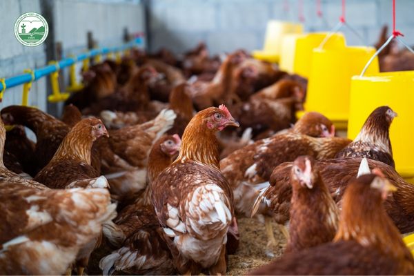 Nguy cơ lây nhiễm và bùng phát tại Việt Nam