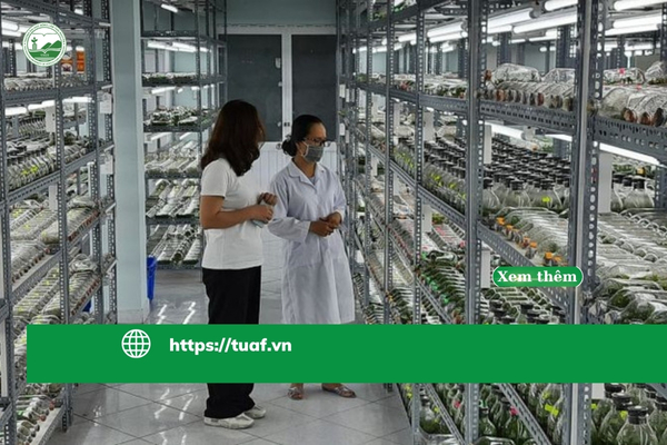 thanh-pho-ho-chi-minh-phat-trien-he-sinh-thai-nong-nghiep-cong-nghe-cao