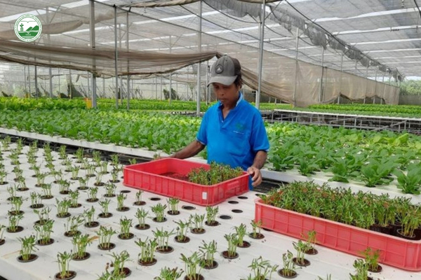 thanh-pho-ho-chi-minh-phat-trien-he-sinh-thai-nong-nghiep-cong-nghe-cao