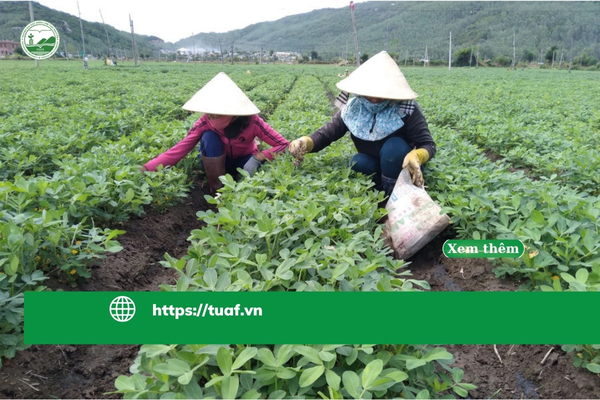 gia-lai-tang-cuong-kiem-soat-giong-de-nang-chat-luong-rung-trong