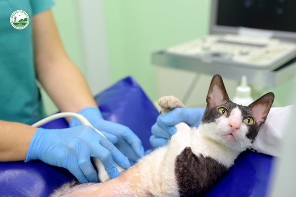 Danh sách các lĩnh vực tăng trưởng nhanh gồm thức ăn thú cưng, thú y, grooming, pet-tech và phụ kiện thú cưng.