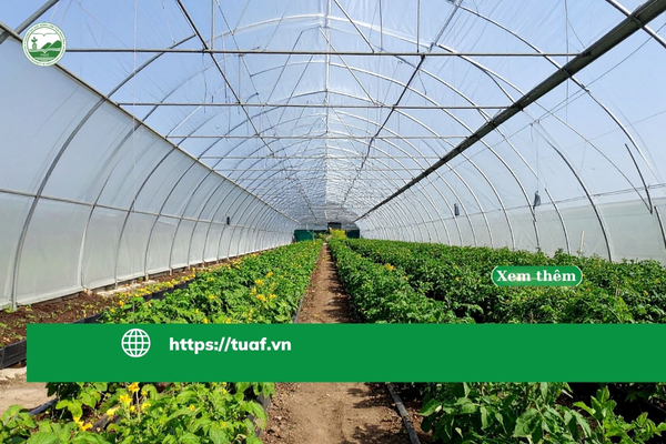 Tổng quan ngành nông nghiệp công nghệ cao tại Nhật Bản với sự phát triển mạnh của AI, IoT và tự động hóa.