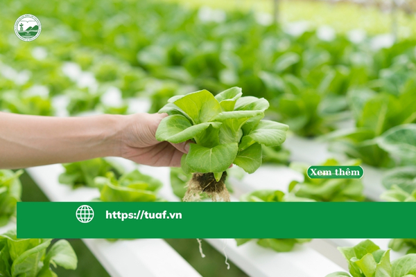 Mô hình trồng rau thủy canh hiện đại giúp tiết kiệm nước và cho năng suất cao.