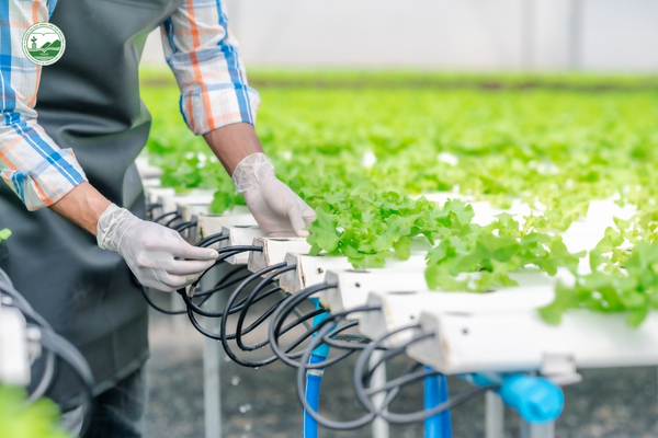 Công nghệ IoT và tự động hóa được ứng dụng trong hệ thống thủy canh.